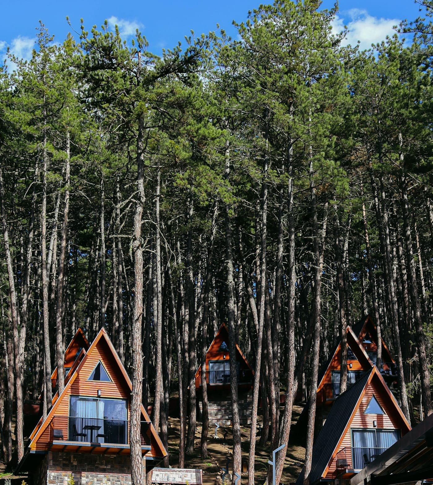 Cabañas de madera con techo a dos aguas entre pinos altos